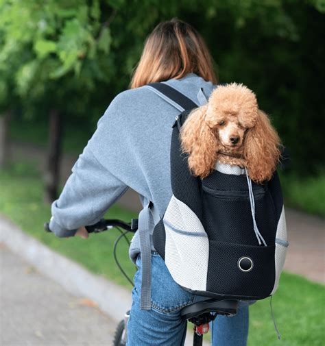 d&g backpack
